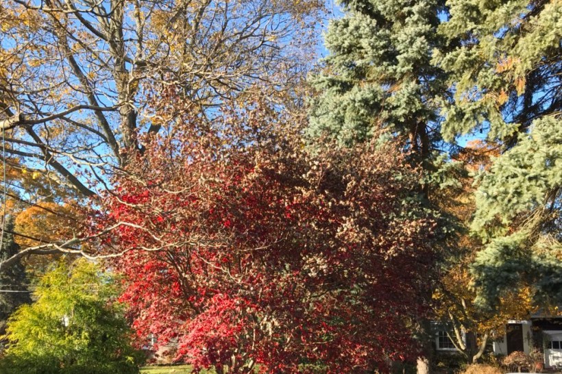 Like a dancers skirt