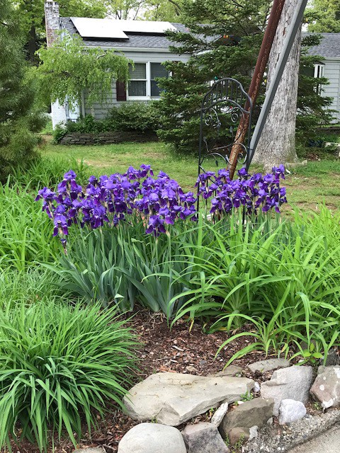 Mother's Day Flowers