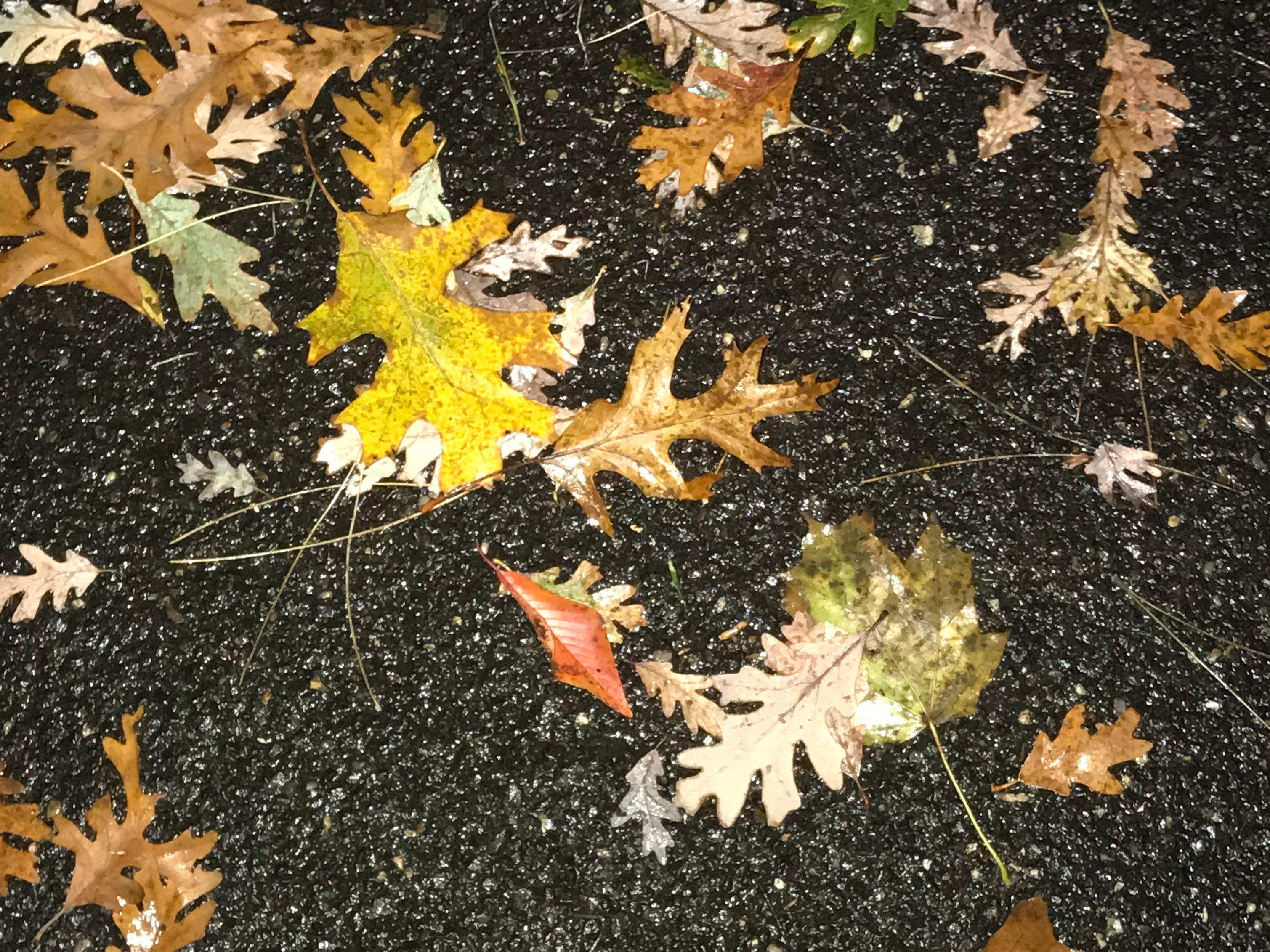 Rainy Autumn Day on a Walk 2018